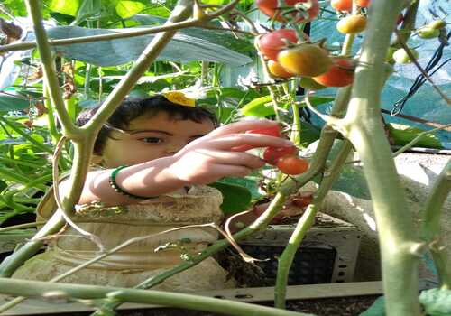 Terrace Garden Services Provider in Noida